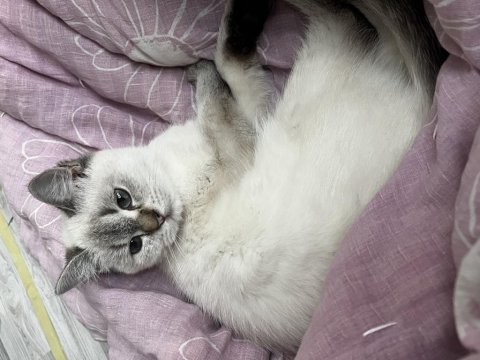 British shorthair ve blue point yavrusu