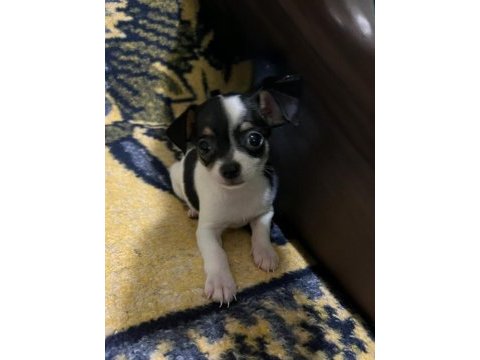 05.03.2025 doğumlu pinscher yavrularımız
