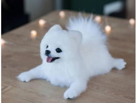 Eşsiz kalite pomeranian boo