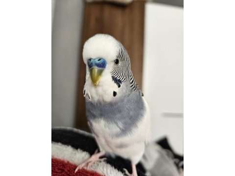 2 adet muhabbet kuşu (jumbo)