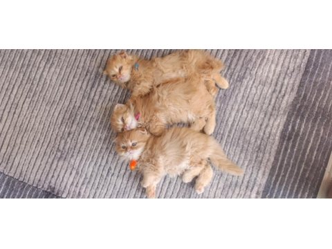 Özel ırk scottish fold longhair