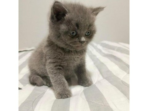 Evinizin neşesi peşinizde teslime hazır british shorthair