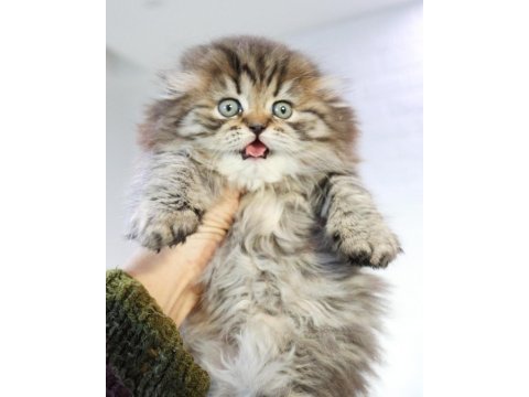 Muhteşem scottish fold golden tabby