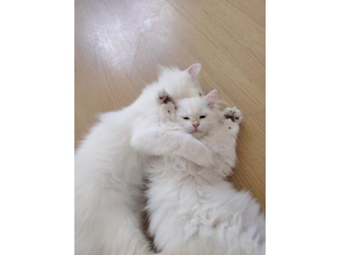 Kar beyazı british longhair yavrular