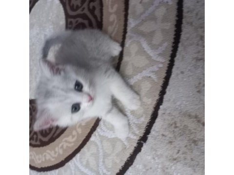 British shorthair yavrular oyuncu