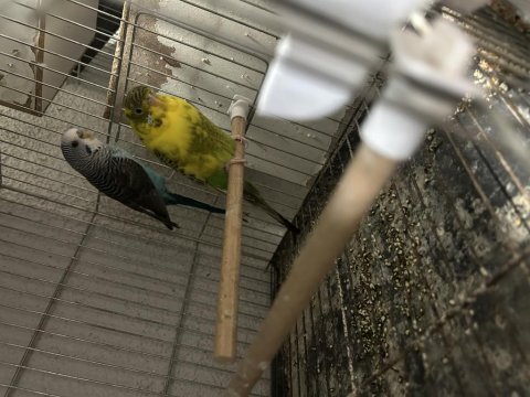 Hazır jumbo muhabbet kuşu takımlar bakma değer