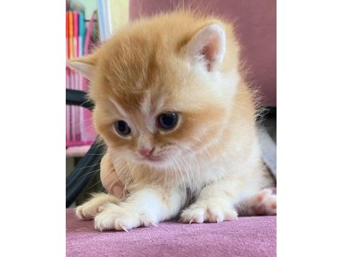 British shorthair safkan yavrular