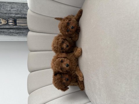 Evde beslediğim kendi köpeklerim