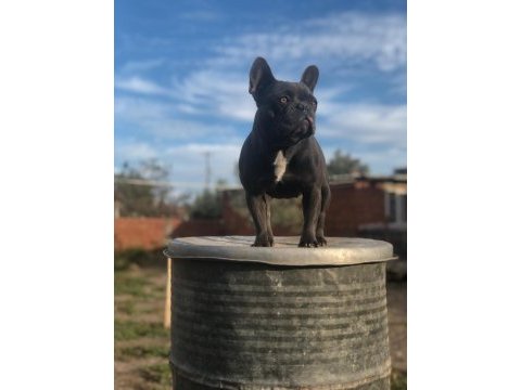 Dişi blue french bulldog