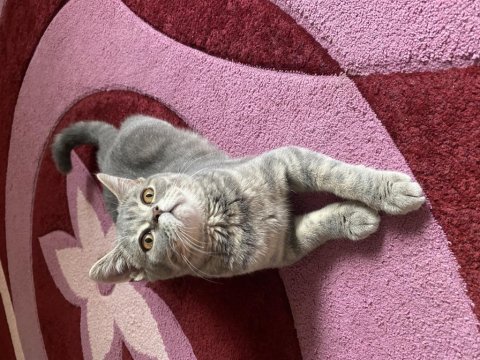 British shorthair 7 aylık