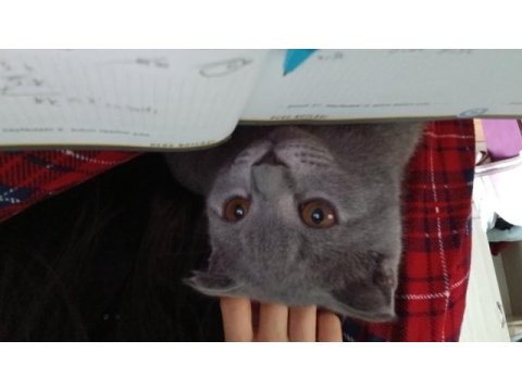 Yavru scottish fold