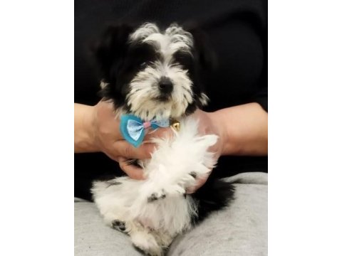 Morkie yavrumuz