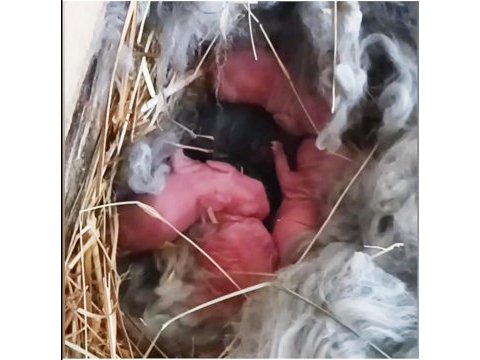 Şecereli angora tavşanı