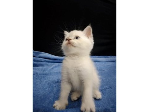 Blue point british shorthair