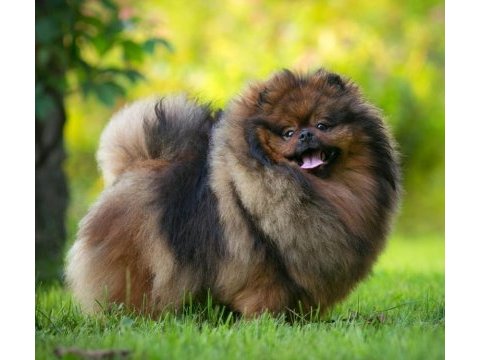 Pomeranian teddy bears