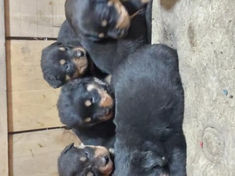 Macar koca kafa rottweiler yavrumuz
