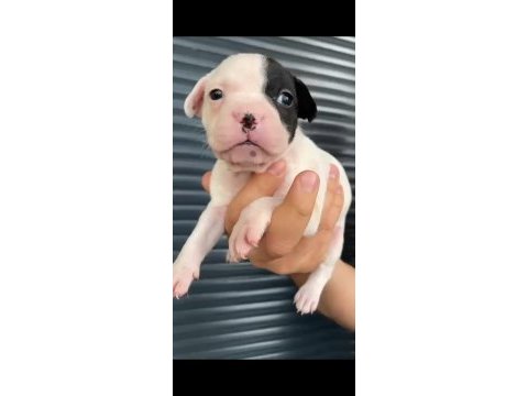 French bulldog yavrular