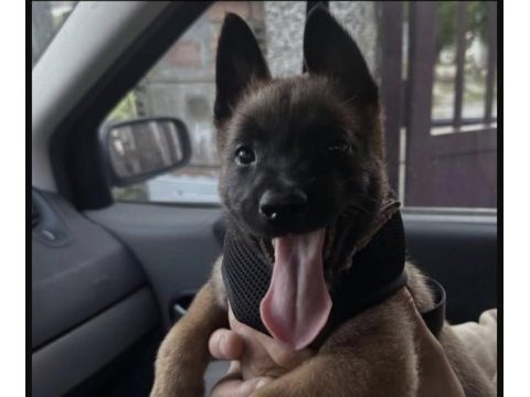 Belçika kurdu köpeği