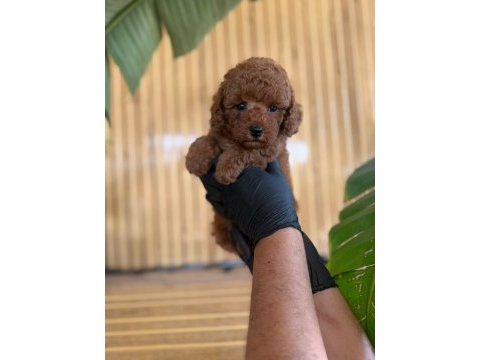 Toy poodle bebekleri referans yavru