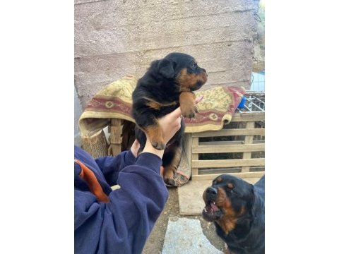 Macar rottweiler bebekler yeni yuvalarını arıyor