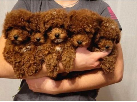 Core poodle yavrularım yeni evini bekliyor