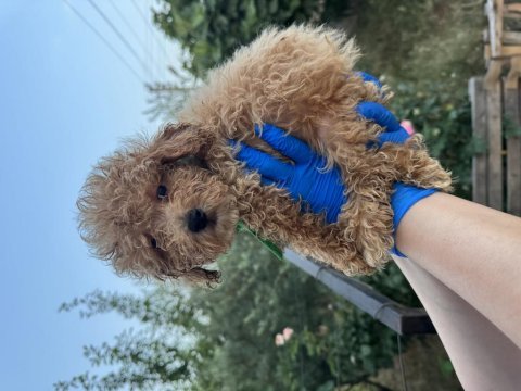 Orijinal toy poodle yavrularımız