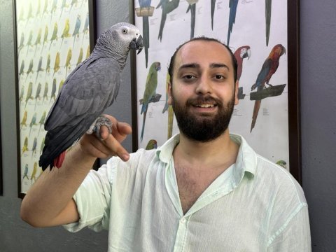 Evcil eğitimli konuşan jako papağanı