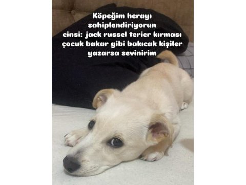 Jack russell terrier kırma yavrusu
