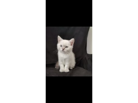 British shorthair silver point yavrular