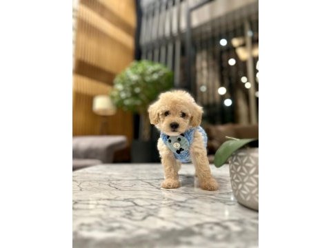0 boy kore güzeli maltipoo lina