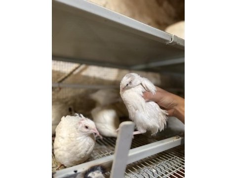 Kuluçkalık bıldırcın yumurtası
