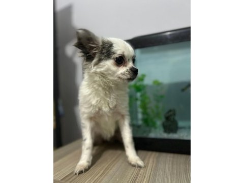 Longhair chihuahua 16 haziran doğumlu dişi