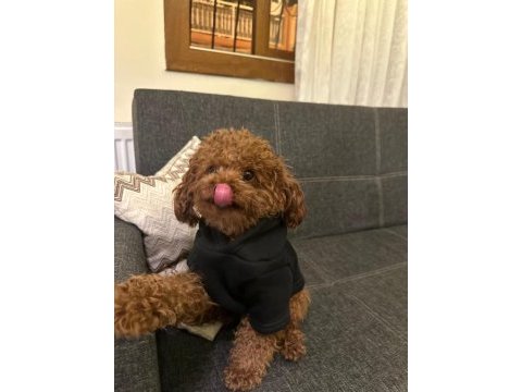 Kore poodle eşleşme ilanı