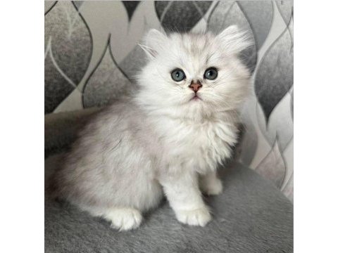 Saf kan british longhair