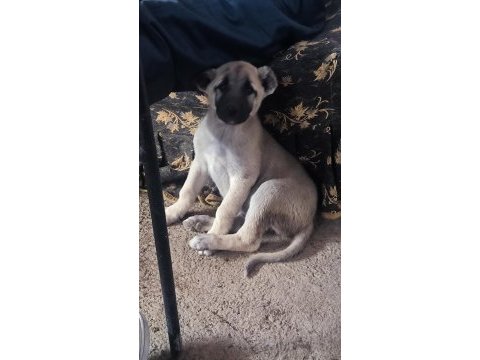 2 aylık dişi anadolu çoban köpeği yavrumuz