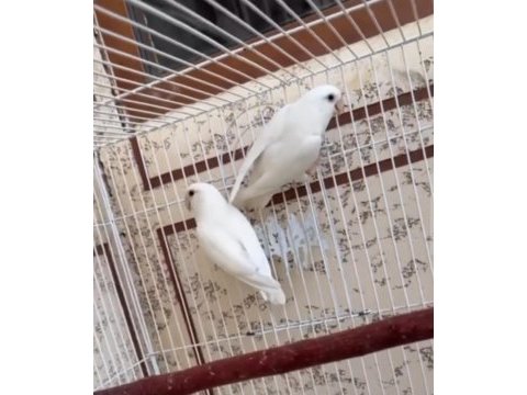 Cennet papağanı full mutasyon