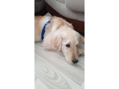Golden retriever 6 aylık