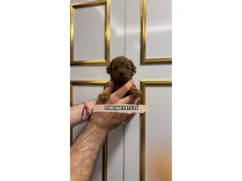 Red poodle yavrular