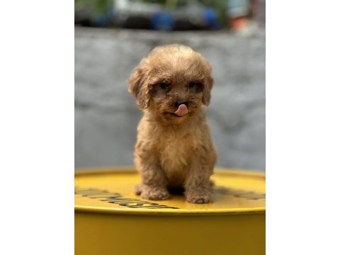Yumoş poodle bebekler