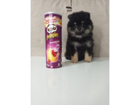 Mini boy pomeranian