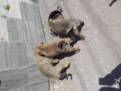 Has kangal isteyenler ana baba belli