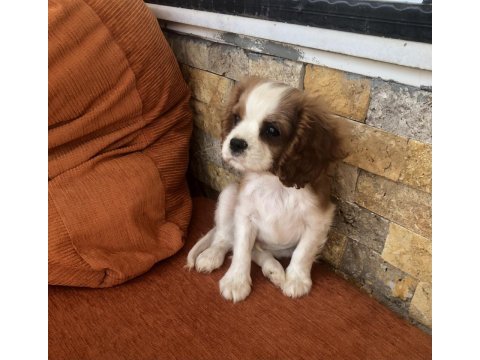 A plus kaliteli cavalier king charles bebekler
