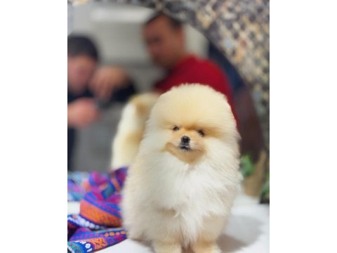 Tedy bear pomeranian boo