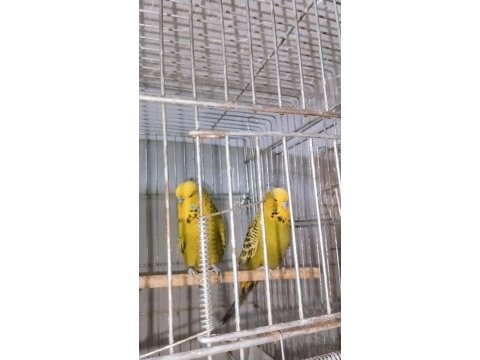 Her türlü muhabbet kuşu türü bulanmakta