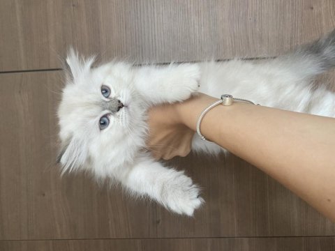 Safkan british longhair bluepoint dişi yavrular