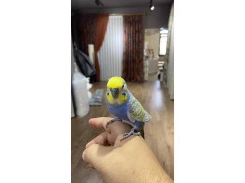 Konuşan insan canlısı muhabbet kuşu