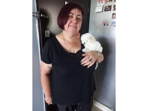 Maltese terrier adrese teslim, kapıda ödeme yapabilirsiniz
