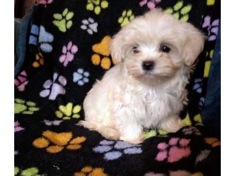 Orijinal kilo garantili maltipoo bebekler