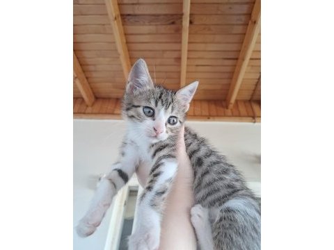1 aylık dişi tekir
