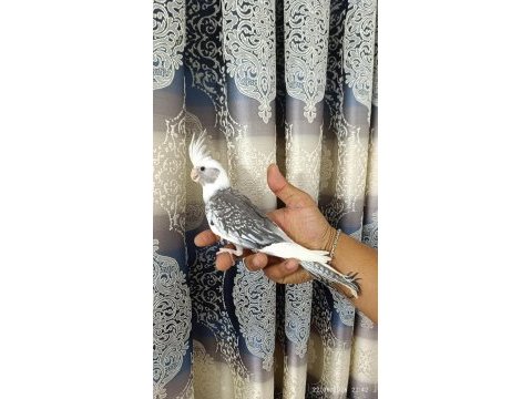 65 günlük yavru ev üretimi wf pearl ele alışkın sultan